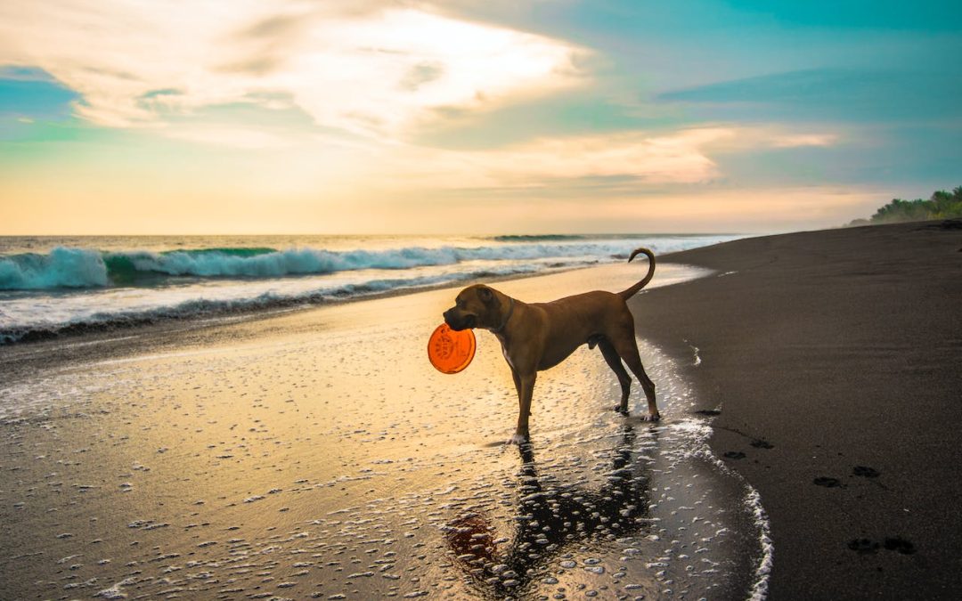 The Top 10 Dog-Friendly Beaches in the UK