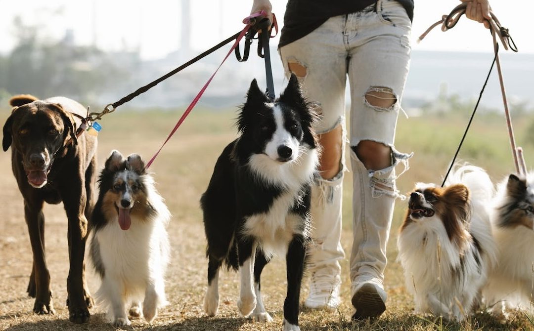 Understanding Dog Walking Charges: A Breakdown of Costs and Value for Money