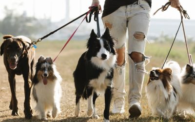 Understanding Dog Walking Charges: A Breakdown of Costs and Value for Money