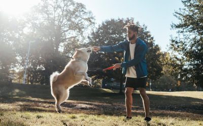 A Deep Dive into Dog Training Techniques and Programs in North London