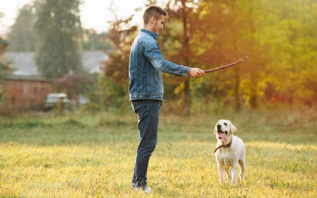 Tailored Training: Private Dog Training in Watford, UK