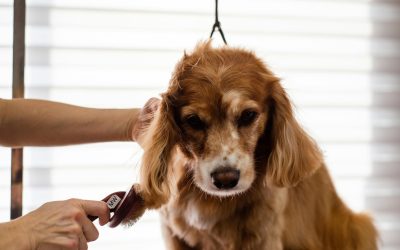 Pamper Your Pooch: Discovering the Best Dog Groomers in Watford