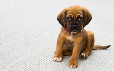 Potty Training Puppies UK: Tips and Tricks for Success