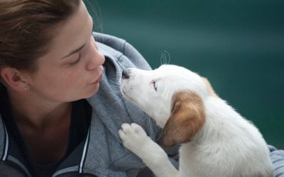 How to Train Your Puppy with Love and Rewards