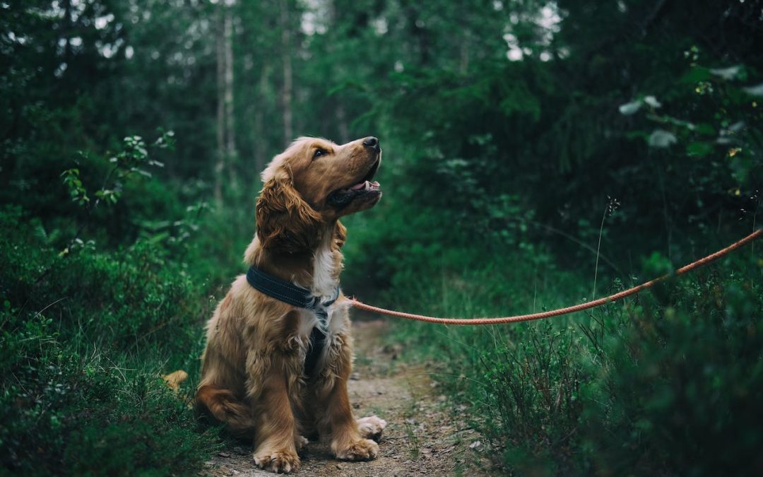 How To Train Your Puppy To Sit