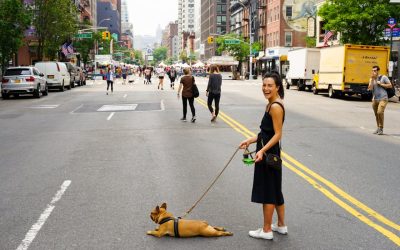 What to Avoid While Dog Walking