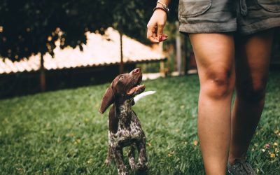 How can I train my dog to walk beside me without a leash?