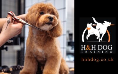 Premier Mobile Dog Grooming Services in North London and Watford