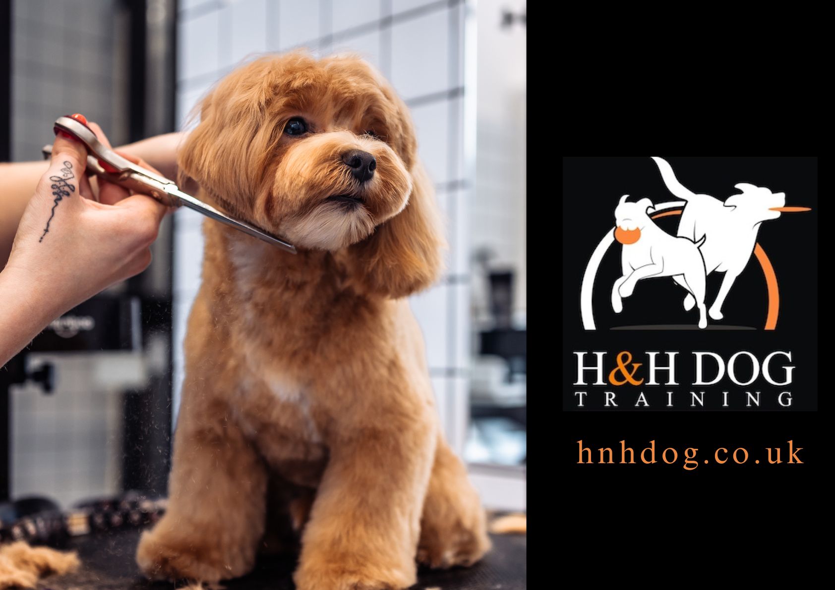 H&H Dog Training goes above and beyond with their exceptional mobile dog grooming services. Serving North London, Watford, and surrounding areas, H&H Dog Training brings professional dog grooming